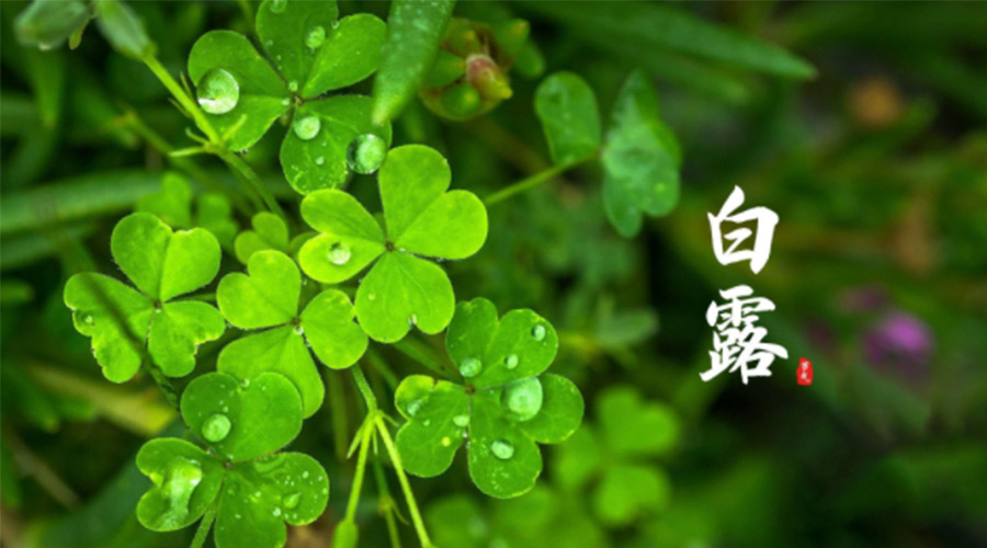 白露時(shí)節(jié)！ 金環(huán)電器提醒大家要注意這些事項(xiàng)